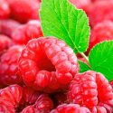 Científicos mexicanos crean polvo a base de frambuesa para combatir el tabaquismo