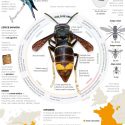Avispa asiática, especie invasora