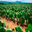 Con 0.4 gr de mucilago de nopal, investigadores logran purificar agua residual