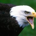 El pico sin dientes ayudó a sobrevivir a las aves hace 66 millones de años