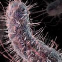 Logran diseñar una bacteria con un genoma reducido