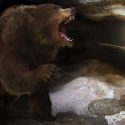 Los osos cavernarios de la Península Ibérica eran fieles a su hogar natal