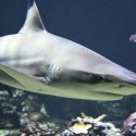 La culpa de que los tiburones nos den miedo es de la música