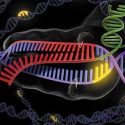 La “tijera del ADN” Crispr-Cas desata debates bioéticos