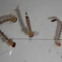 Descubren nuevas pistas sobre cómo el zika afecta al feto