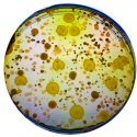 La adaptación genética de una sola bacteria altera toda su comunidad microbiana