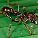 Hormigas bala, escorpiones muerte-acechante, avispones del infierno… ¿Cuál es el animal con la peor picadura?
