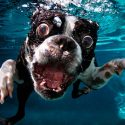 Científicos rusos inventan una tecnología para que los perros respiren bajo el agua