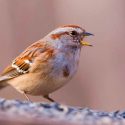 El estrés de la ciudad vuelve a las aves más agresivas