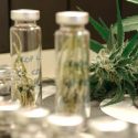 La mariguana (Cannabis sativa), un panorama científico