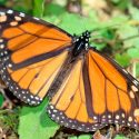 Diseñan sistema computacional para protección y sustentabilidad de la mariposa monarca