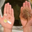 Raya robótica impulsada por células de rata activadas mediante luz