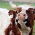 Científicos argentinos lograron eliminar el gen de la vaca loca