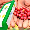 Emprendedores desarrollan dispositivo que a árboles cafetaleros detecta plaga