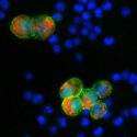 La aguja en el pajar que la ciencia busca desde 1969: las células fetales