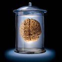 Un error de software puede mandar al garete dos décadas de investigación cerebral