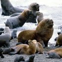 Científicos mexicanos incursionan en casos de cáncer en lobos marinos en California