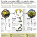 Cómo lograr un nuevo cultivo con especies nativas
