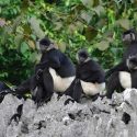 Descubren en Vietnam una comunidad de monos en extinción