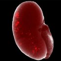 Descubrimiento pionero, crean células progenitoras de riñón que sobreviven en el laboratorio