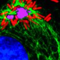 La salmonela sacrifica parte de su descendencia para prolongar la infección intracelular