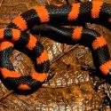 Rara serpiente excavadora descubierta en las montañas de México