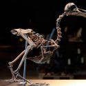 Sale a subasta el esqueleto casi completo de un ejemplar de dodo