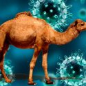 Los virus del resfriado común se originaron en dromedarios