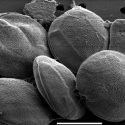 Descubierta una nueva especie de microalga tóxica causante de intoxicaciones al consumir pescado