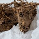 El misterioso cementerio de perros y humanos bajo el zoo de Lima