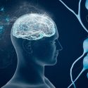 Así trata el cerebro la física
