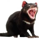 Los demonios de Tasmania evolucionan para resistir un cáncer que los aqueja