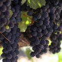 Diseñan software para optimizar la producción de vino