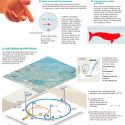 El Bosón de Higgs