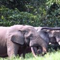 Preocupa la baja tasa de natalidad del elefante africano de bosque