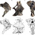 Descubren en la Patagonia los fósiles de un nuevo pterosaurio, un reptil alado que no era ave ni dinosaurio