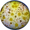 La adaptación genética de una sola bacteria altera toda su comunidad microbiana