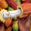 Golpeados por el cambio climático, cafetaleros centroamericanos le sacan gusto al cacao