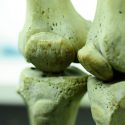 Una mólecula engaña a las células madre para que fabriquen hueso