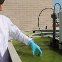 Innovadores fertilizantes obtenidos de lodos de depuradora