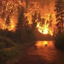 ¿Los animales que hibernan son capaces de responder ante un incendio?