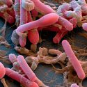 Estudian cómo las bacterias gestionan sus reservas de energía
