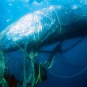 Las ballenas francas, en jaque por las redes de pesca y la baja natalidad