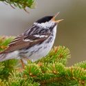 Científicos descifran el viaje de alrededor del mundo que hicieron los pájaros cantores