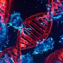 Descubierto un gen esencial para la copia del ADN