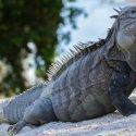 Sobrevivir en una isla es difícil: 80 por ciento de las especies que se extinguen viven en ellas