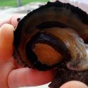 Científica descubre masculinización de caracoles hembras por contaminación