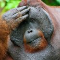 Cuatro de las seis especies de grandes simios están a un paso de la extinción