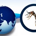 OMS mantiene estado de emergencia global por virus del zika