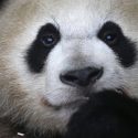¿Cómo hizo China para salvar a los osos panda gigantes de la extinción?